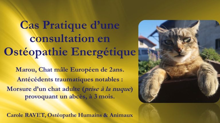Consultation en Ostéopathie Energétique illustrée : Marou le chat.